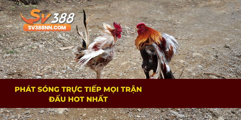 ĐÁ GÀ 1 Trực tiếp các trận đá gà SV388 gay cấn nhất 2025